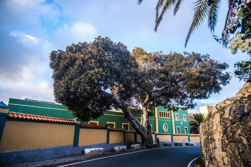 Árboles emblemáticos de Las Palmas de Gran Canaria