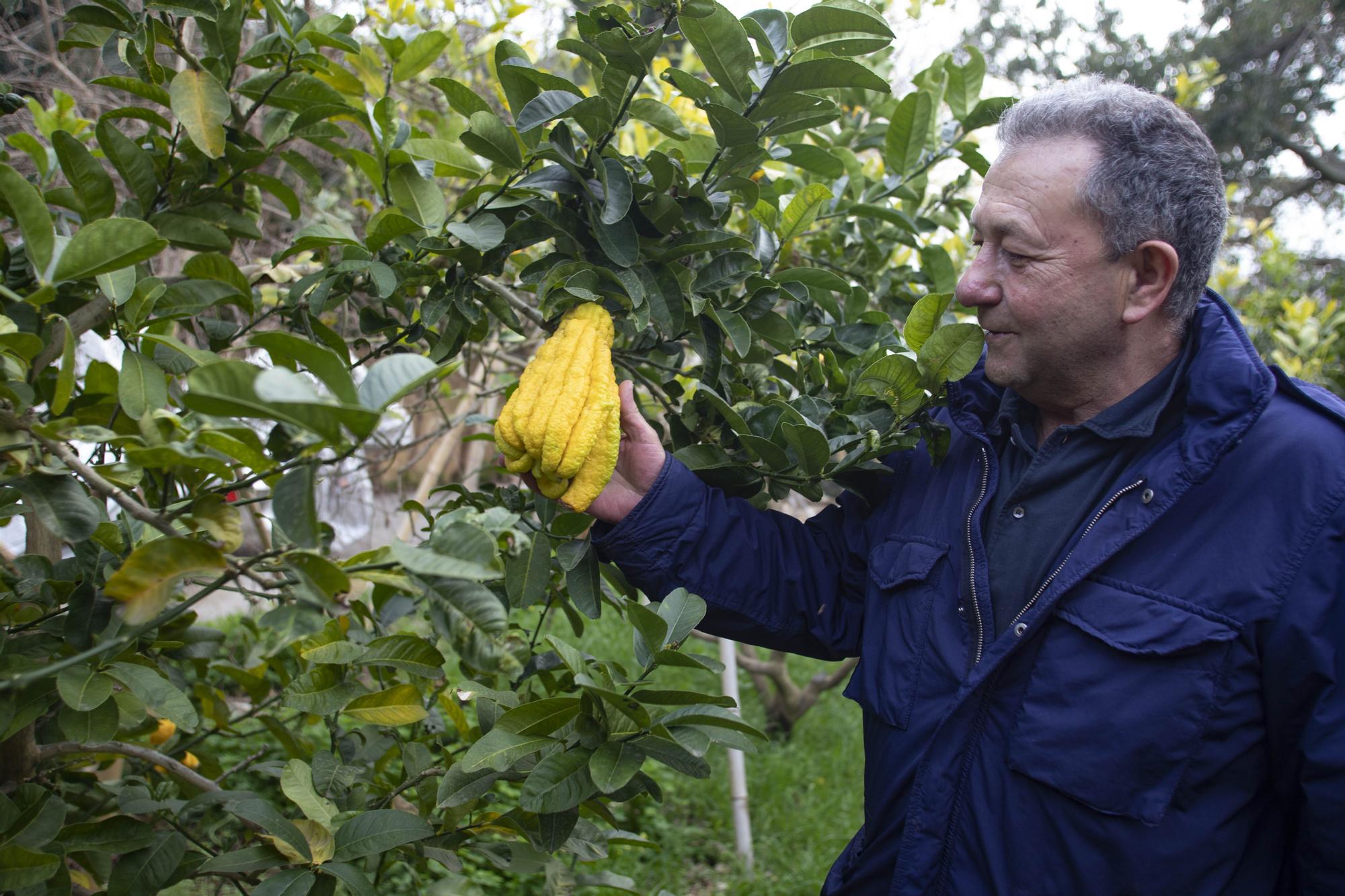 Vicente Todolí en el jardín de las delicias