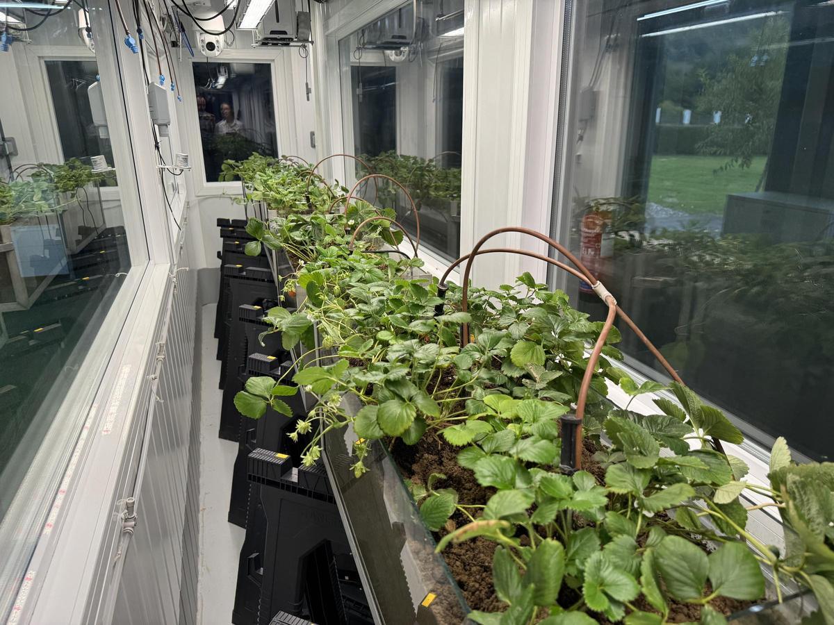 Fresas Simulador Climático