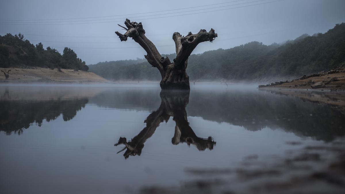 El tronco de un árbol emerge de la presa de O Bao tras la bajada de nivel. // BRAIS LORENZO