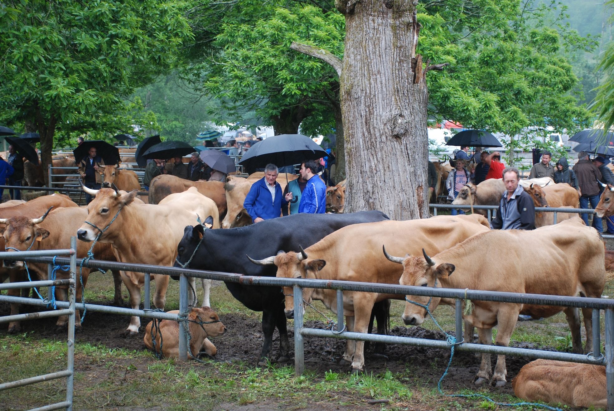 Feriona de Corao (Cangas de Onís)