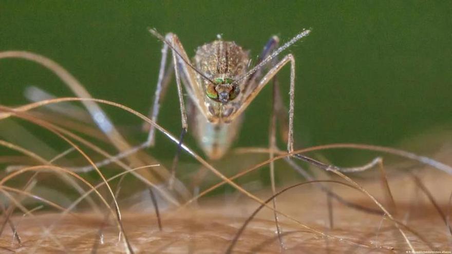 Qué es y cómo prevenir la infección del virus del Nilo Occidental, que suma 23 casos en Extremadura este año
