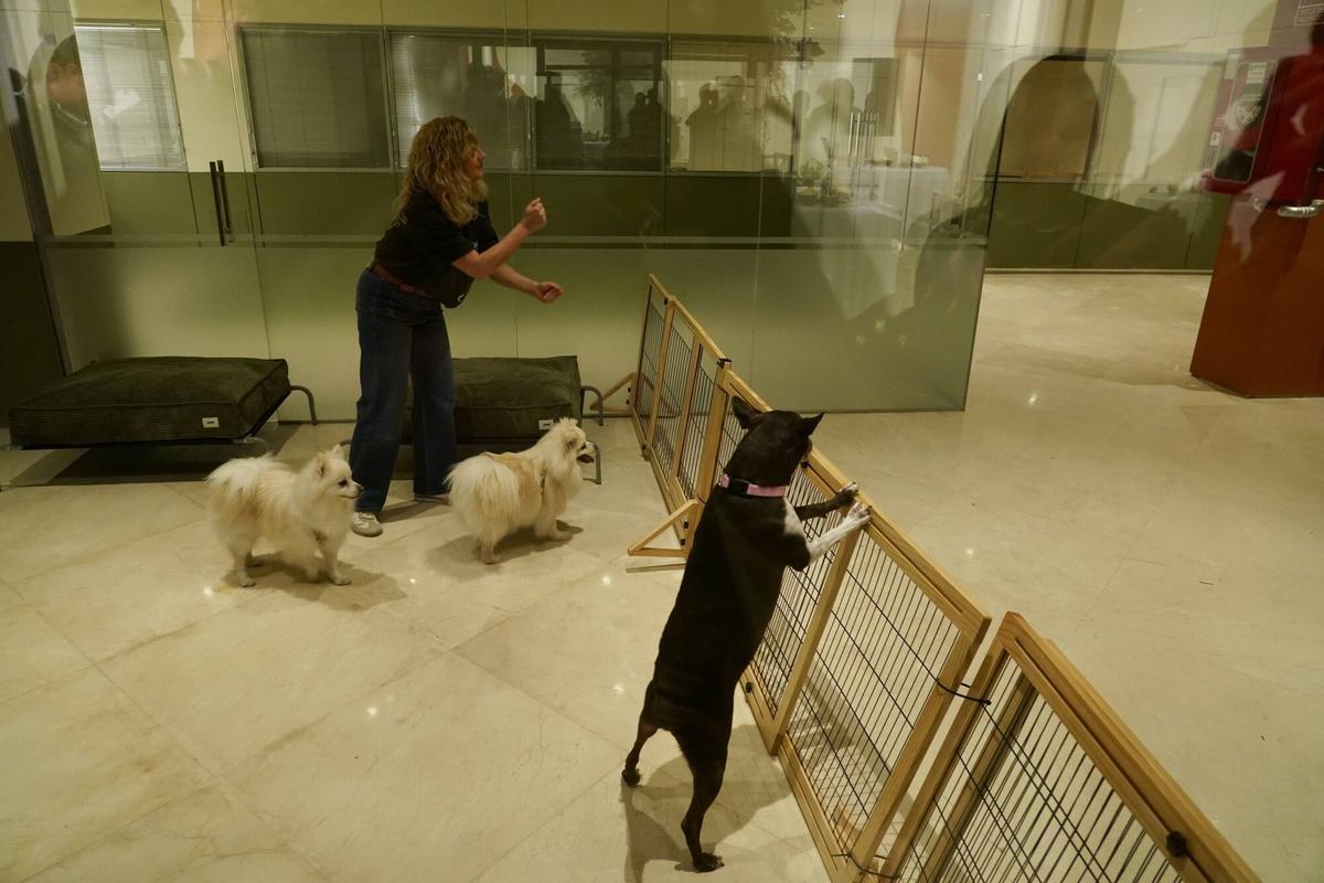 Dog City: el primer hotel para perros abre sus puertas en Málaga