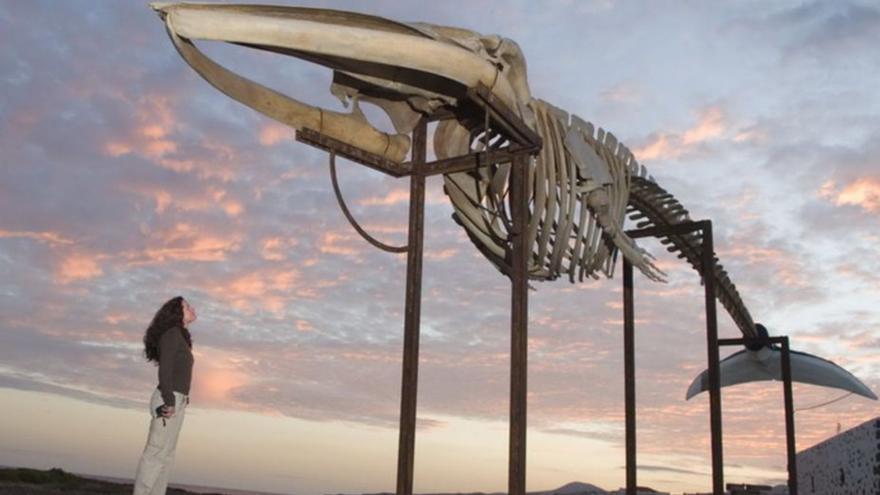 El esqueleto del rorcual común de Las Salinas mide 19,5 metros. | |