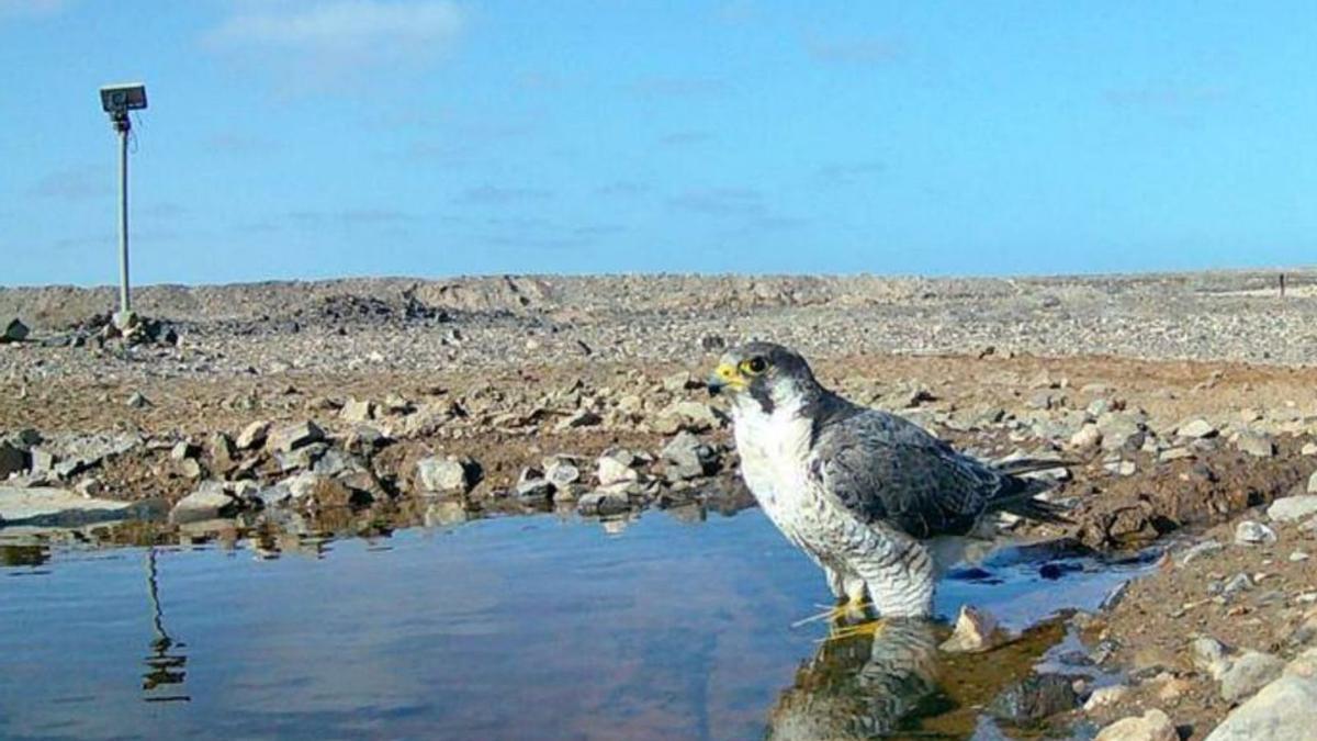 Otras especies protegidas, como esta ave rapaz, también acude a beber. | | LP/DLP