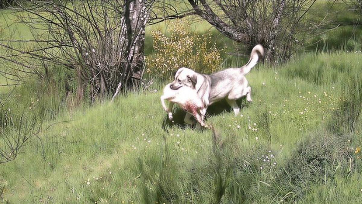 Un perro asilvestrado, tras atacar a una oveja.