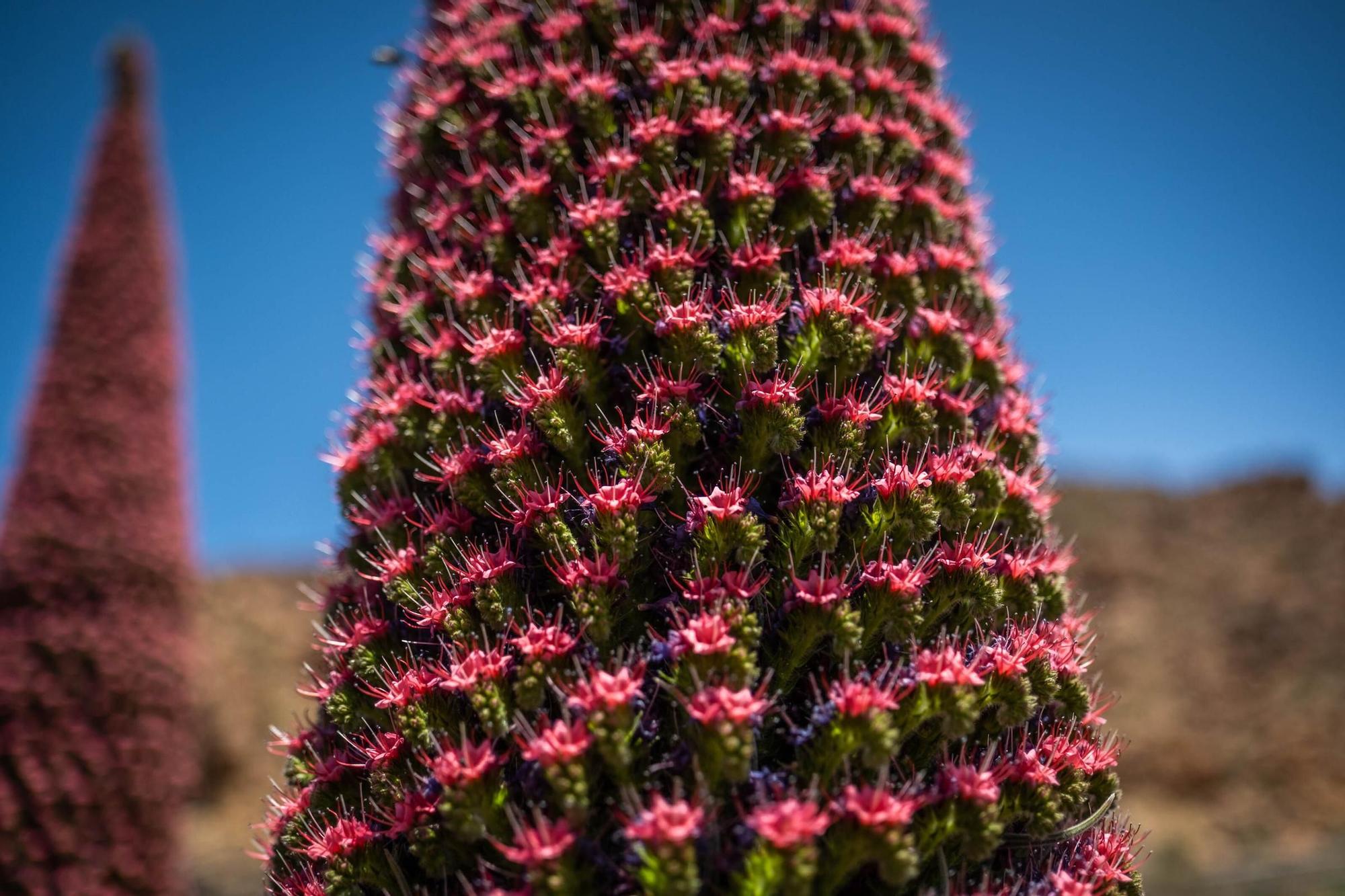 Tajinastes en Las Cañadas del Teide