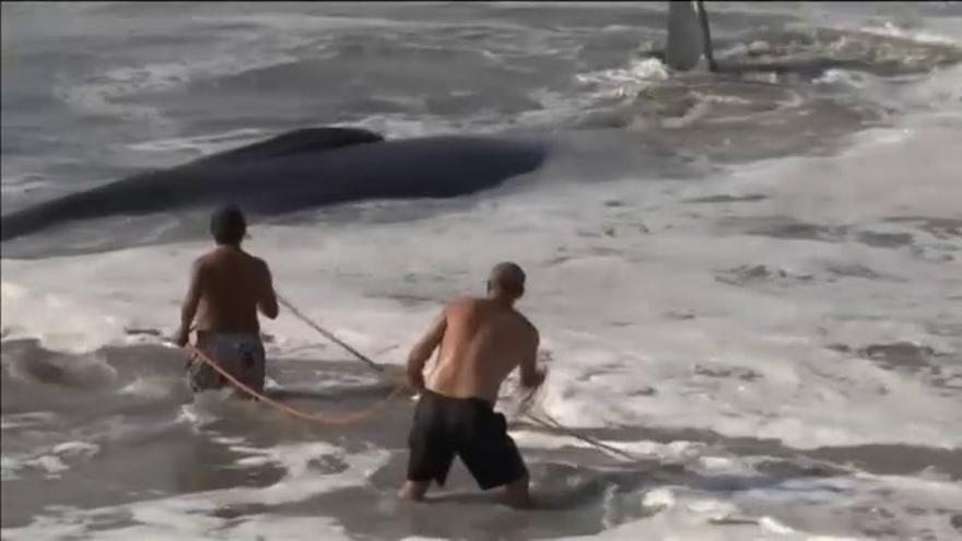 Vídeo / Vecinos y turistas logran salvar a una ballena en una playa de México
