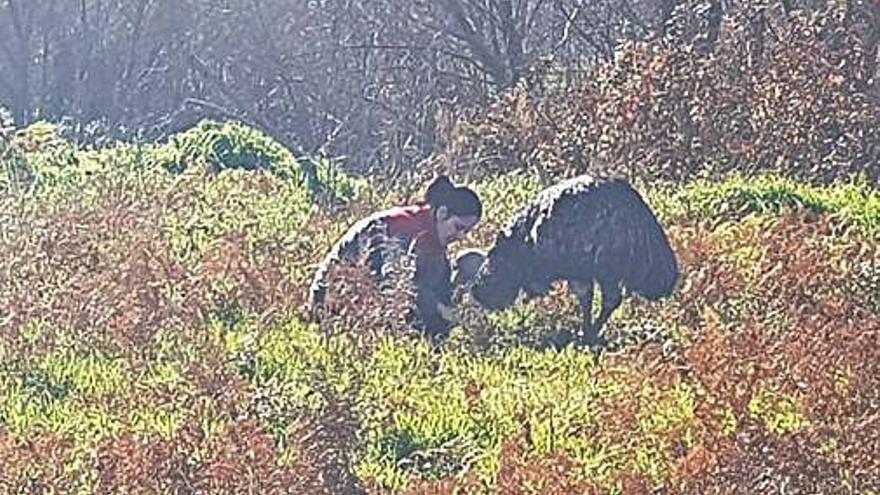 Emú capturat a Fogars de la Selva.