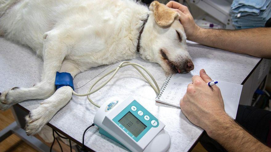 Tomándole la presión arterial a un perro