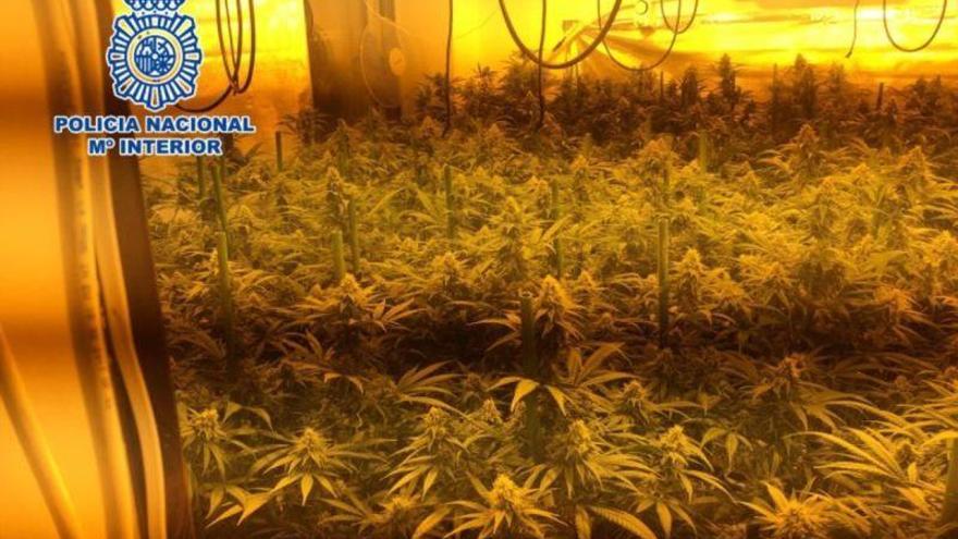 Detenida una pareja que vivía con sus hijos pequeños en una casa llena de marihuana