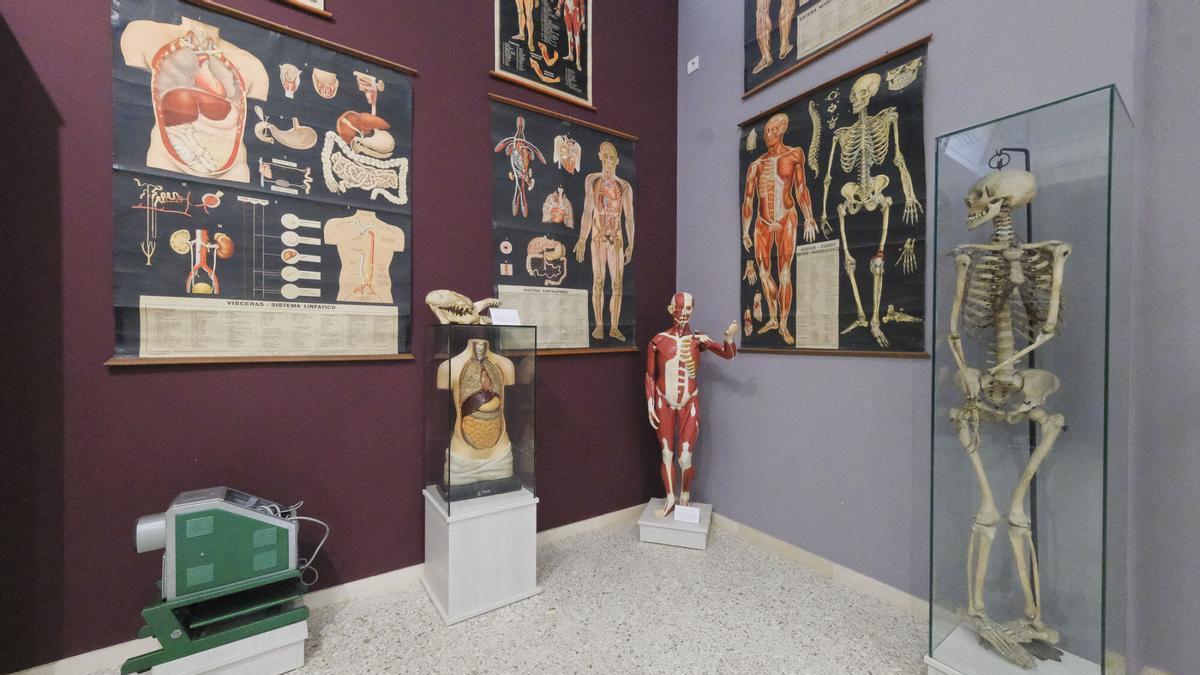 El esqueleto humano del museo del IES Pérez Galdós, junto a otros materiales didácticos antiguos para el estudio de la anatomía