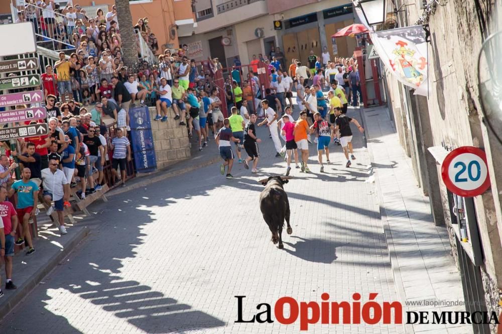 Suelta de toros en Moratalla