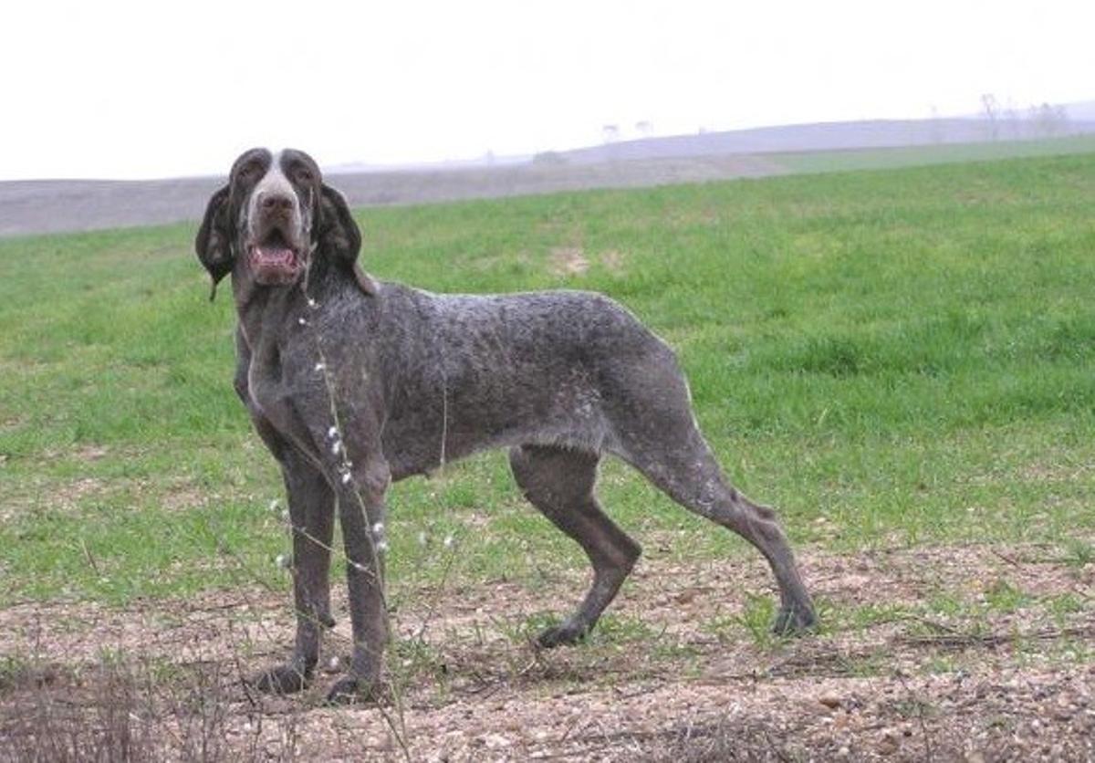 Perdiguero de Burgos: una de las razas de perros de caza españoles más apreciadas