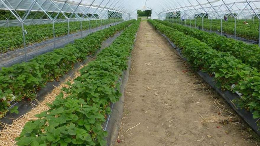 Un huerto ecológico de la Región de Murcia. | L.O.