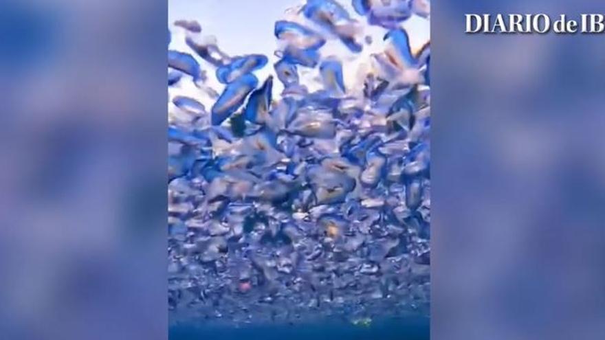 Vídeo: Invasión de medusas en Ibiza