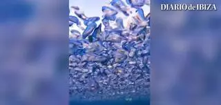 Invasión de medusas en Ibiza