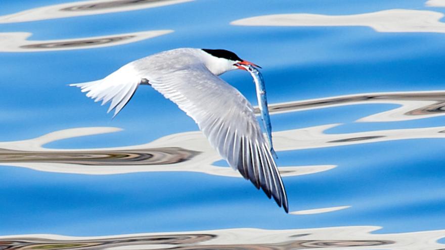 Un charrán volando en el Puerto de Las Palmas