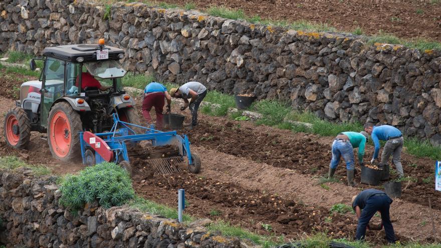Los Realejos distributes traps to fight against the harmful potato moth