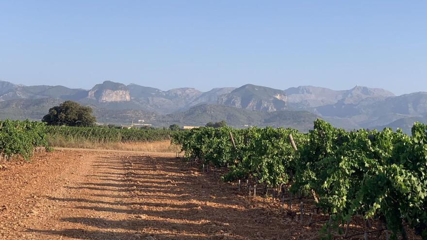 Comienza la campaña de la vendimia en las bodegas de la DO Binissalem