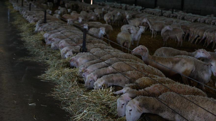 Lonja de Zamora | El ovino vuelve a cotizar