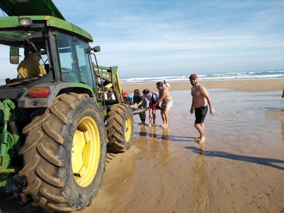 Al rescate de un delfín en Ribadesella