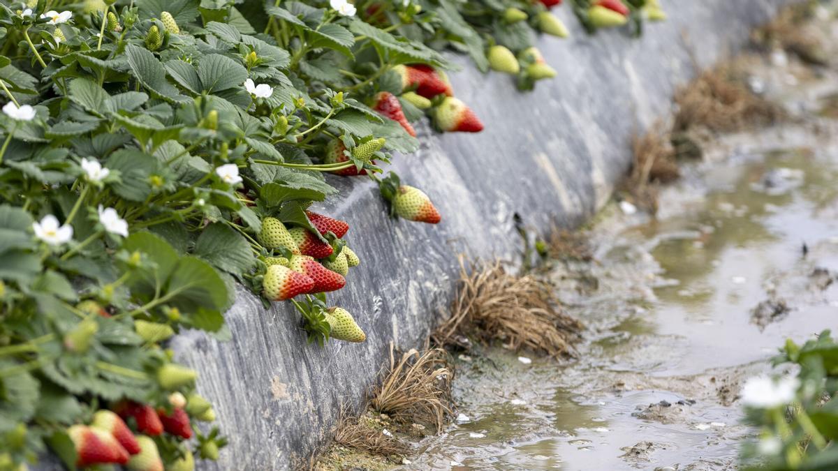 España recibirá 413 millones de euros en ayudas europeas para la producción de frutas y verduras en 2026