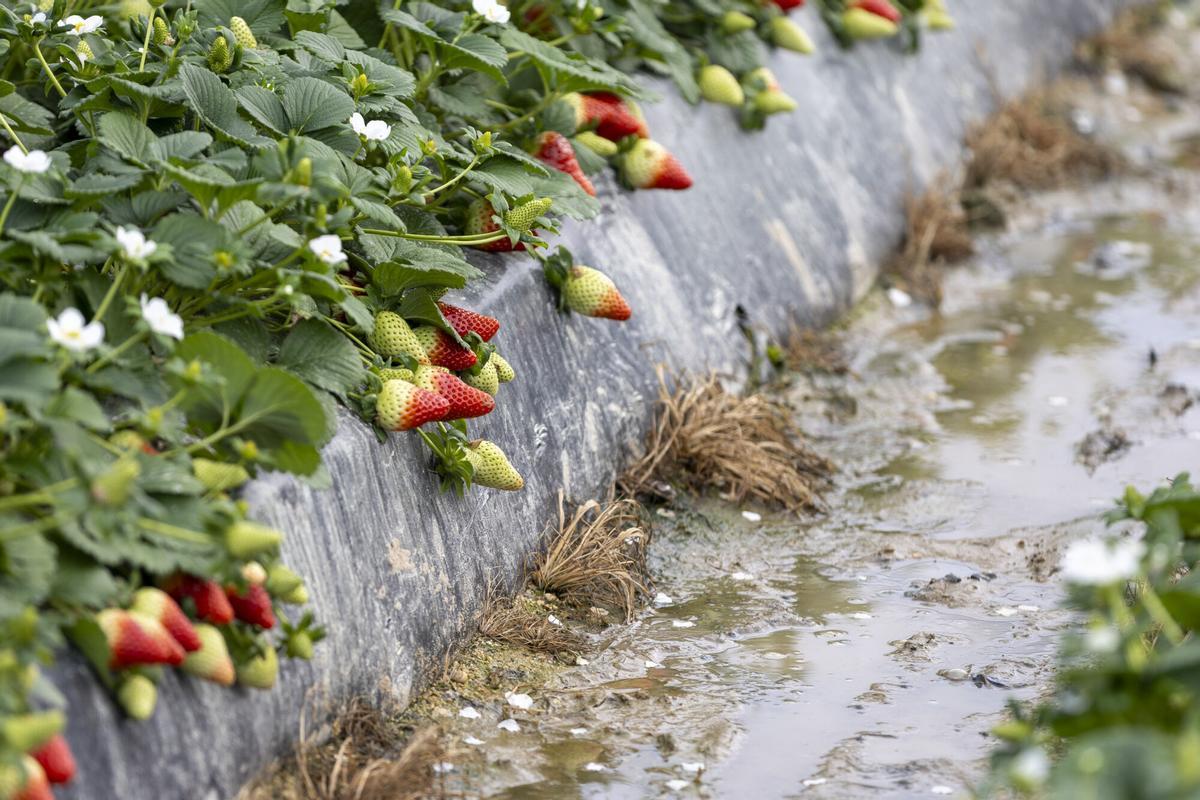 Vista de un campo de fresas afectado por el temporal.