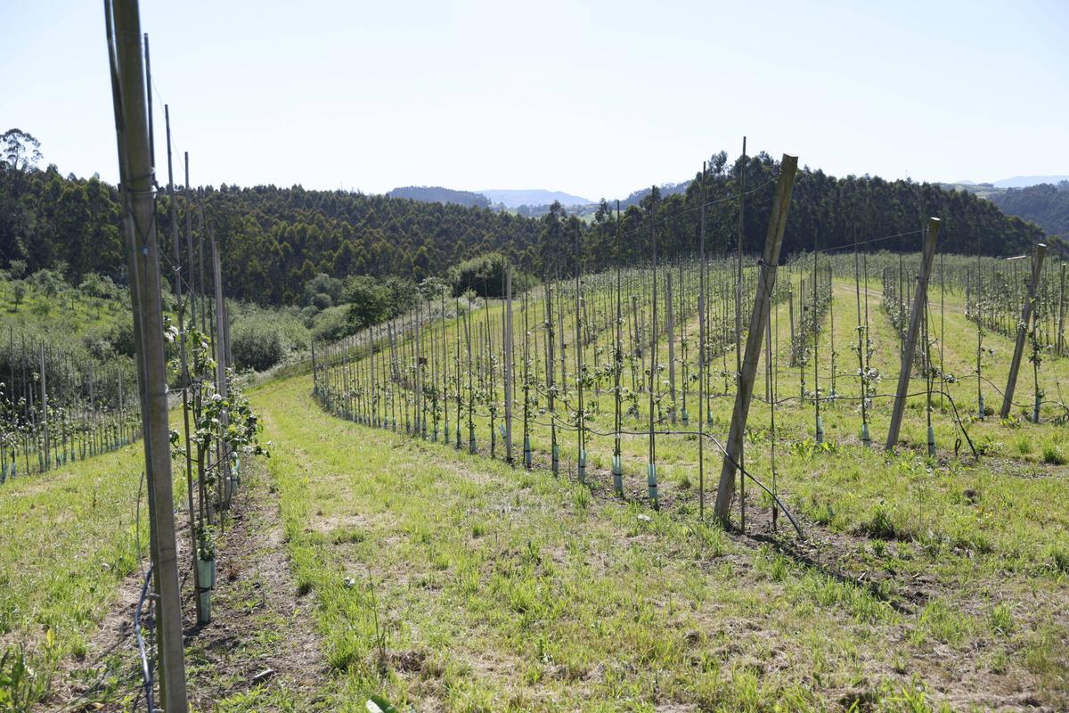 EN IMÁGENES: La Finca Gallinal abres sus puertas al "sidroturismos": una pumarada de 40 hectáreas y 20.000 manzanos