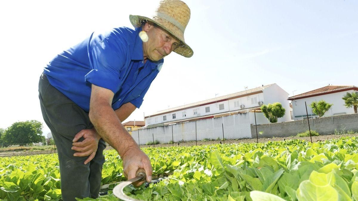 Las nuevas medidas amenazan a un importante porcentaje de agricultores de Castellón.