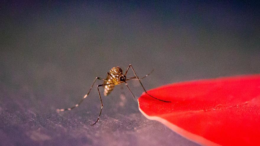 Estos son los colores que más atraen a los mosquitos y que debes evitar en verano