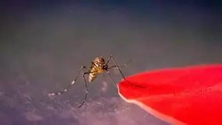 Estos son los colores que más atraen a los mosquitos y que debes evitar en verano