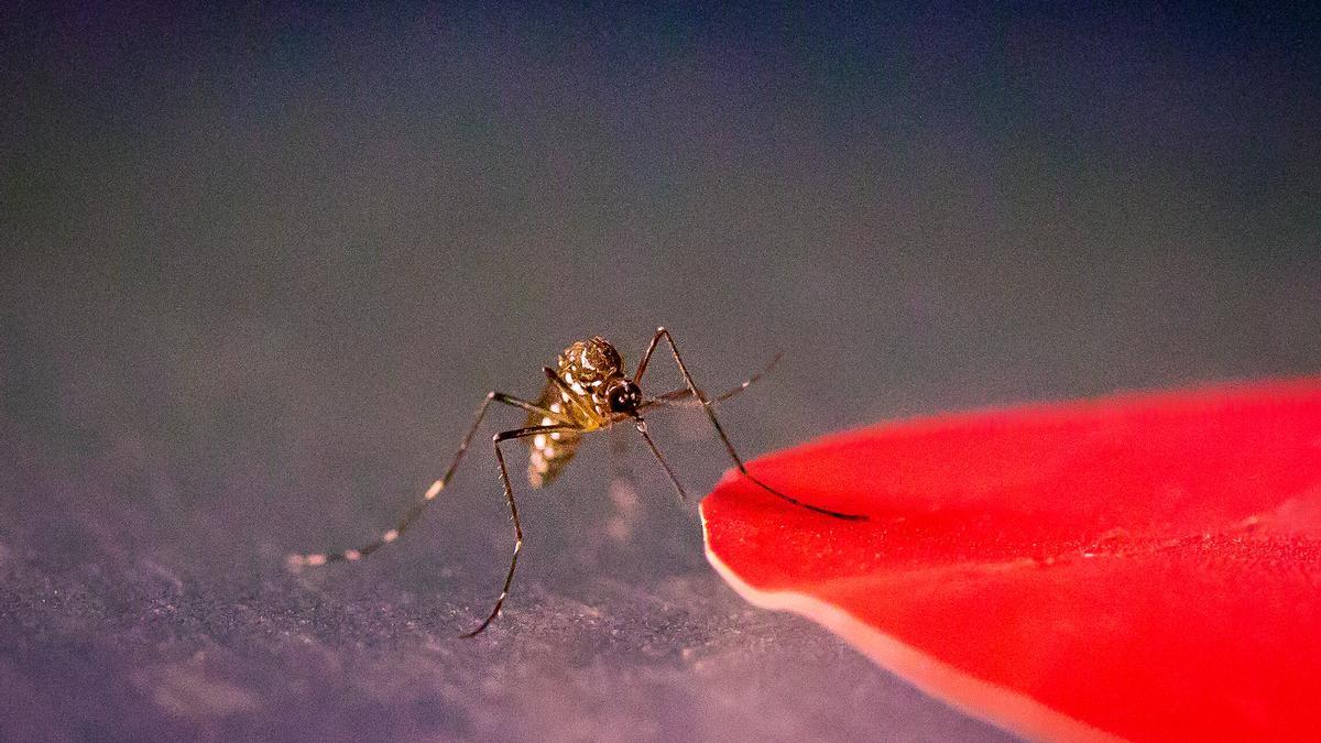Mosquito durante el experimento.
