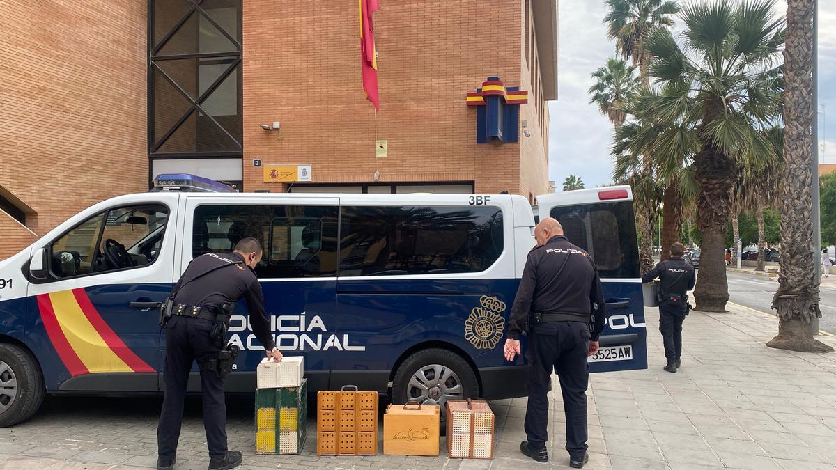 La Policía con las cajas con palomos intervenidos en Alicante.