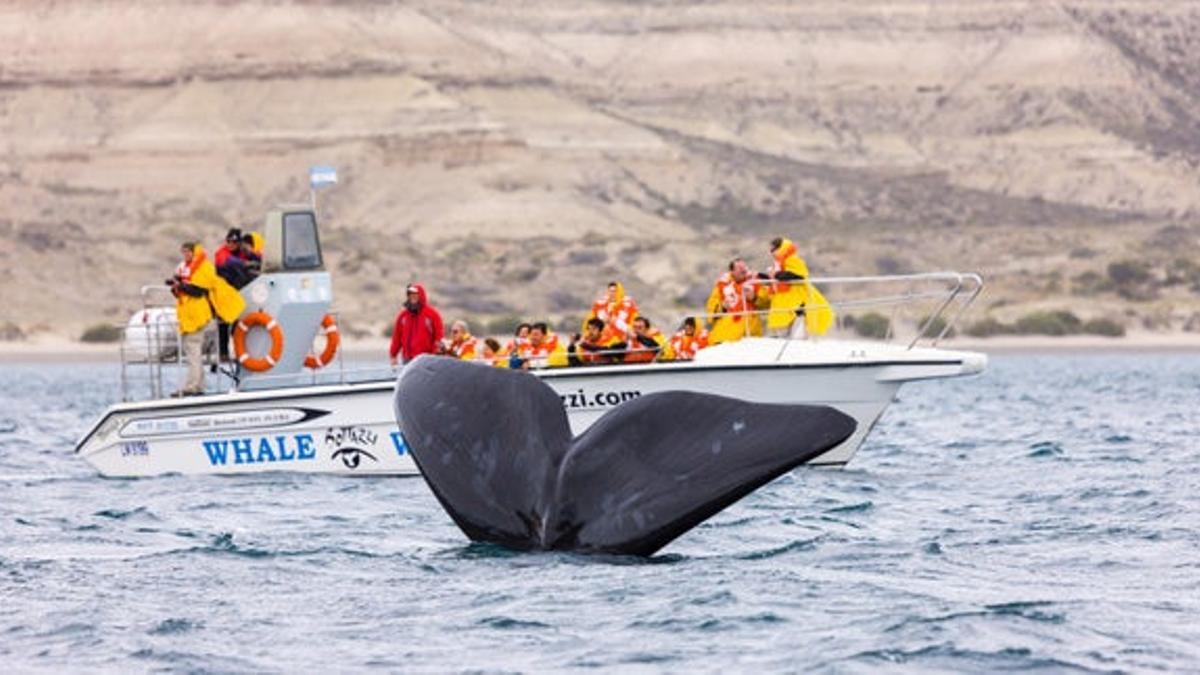 La ballena franca austral puede medir hasta 17 metros de largo y es muy sociable con las embarcaciones.