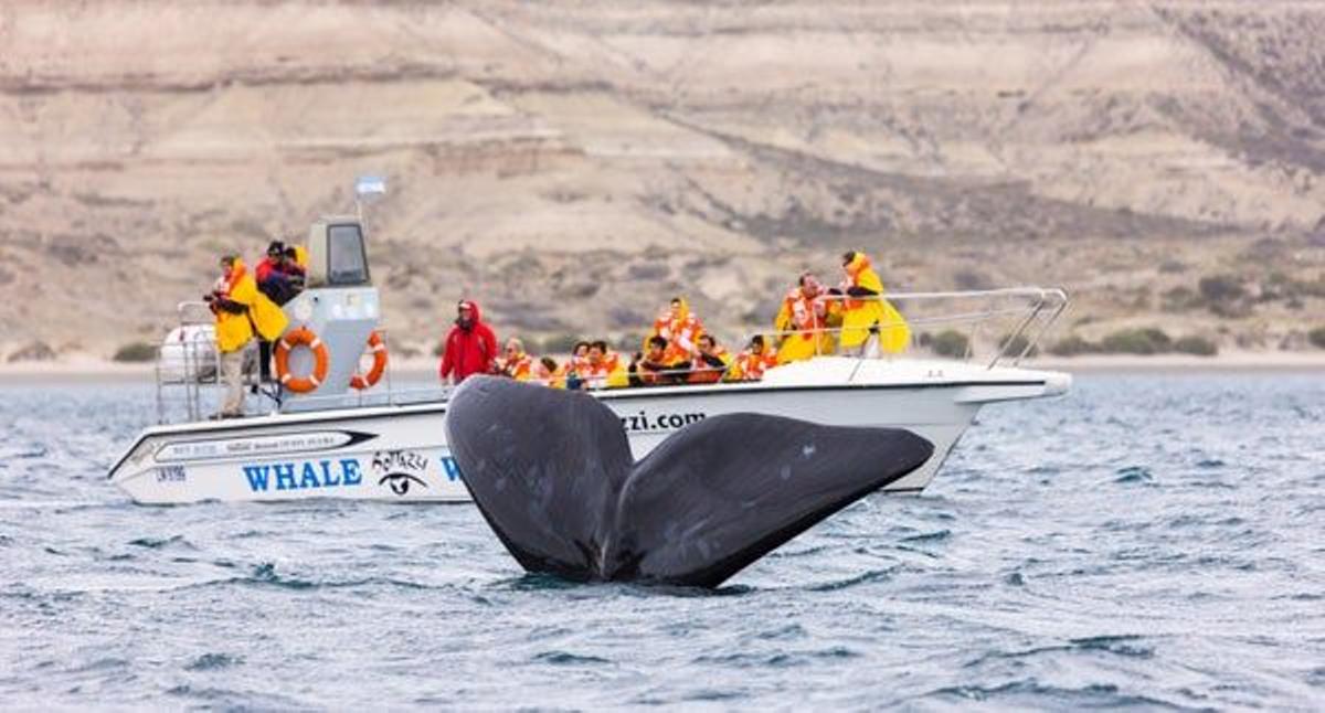 La ballena franca austral puede medir hasta 17 metros de largo y es muy sociable con las embarcaciones.