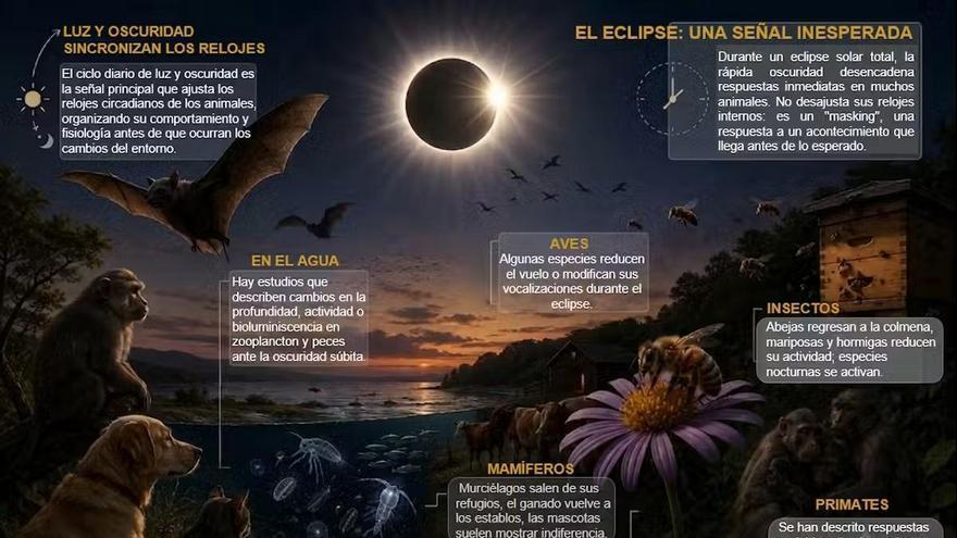¿Qué les ocurre a los animales durante un eclipse solar?