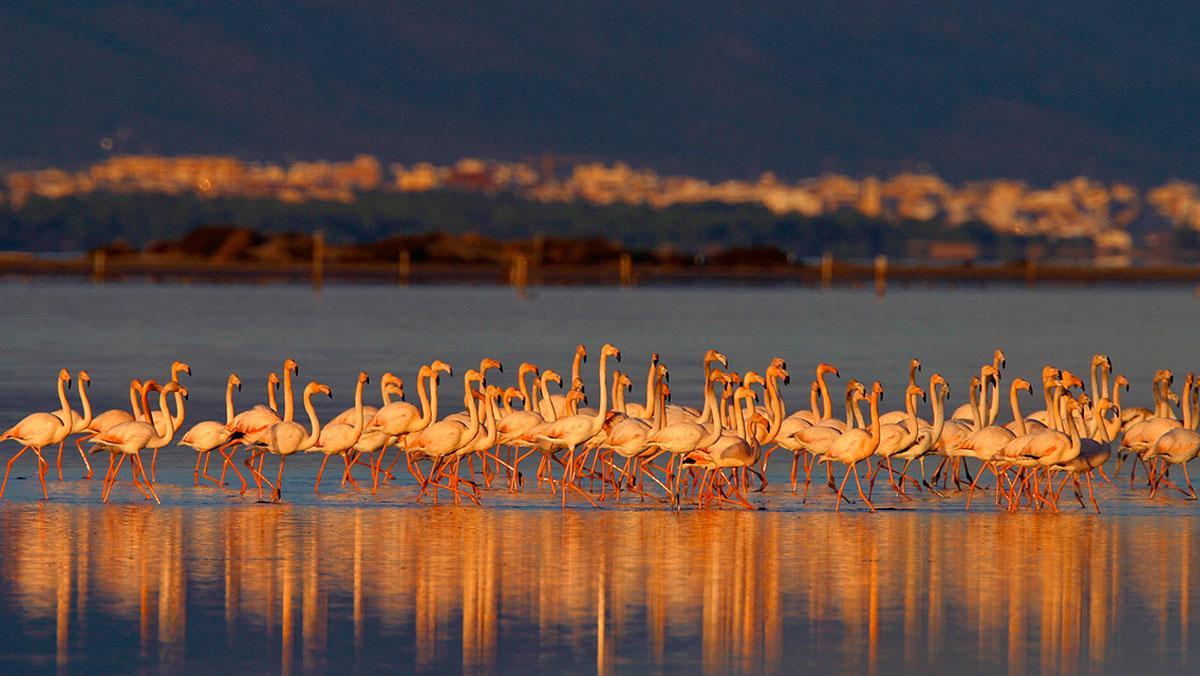 Flamencos en el Parque Natural del Delta de l’Ebre.