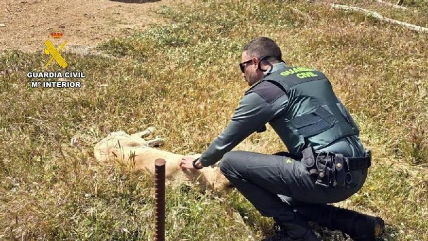 Investigan a un vecino de Fuentes de León (Badajoz) por abandonar a cuatro perros en un contenedor