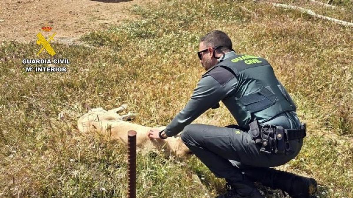 Inspección de la finca por parte de los agentes de la Guardia Civil.