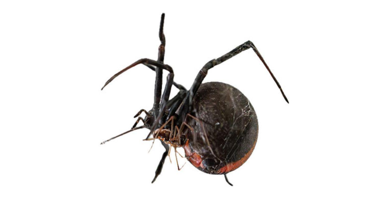 Una hembra grande de Latrodectus con un macho de L. hasselti, que ya ha dado una voltereta y está tumbado con el abdomen sobre las piezas bucales de la hembra.