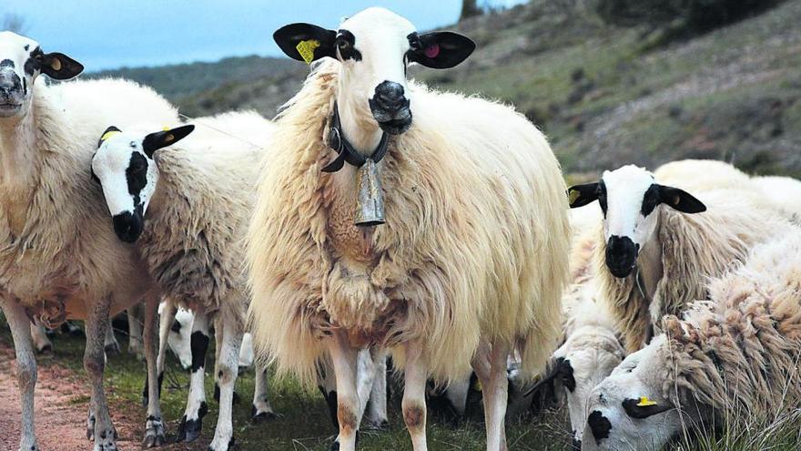 Ovejas de raza autóctona.