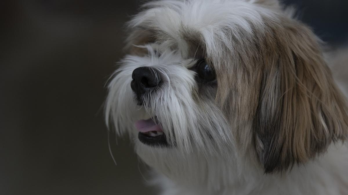 Los Shih Tzu son una de las razas de perros pequeños más cariñosas