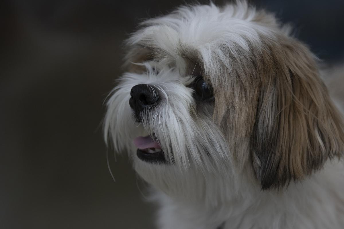 Los Shih Tzu son una de las razas de perros pequeños más cariñosas