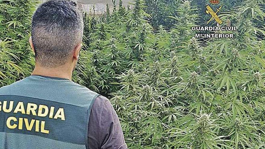 Desmantelan dos plantaciones de marihuana en Sineu y Consell