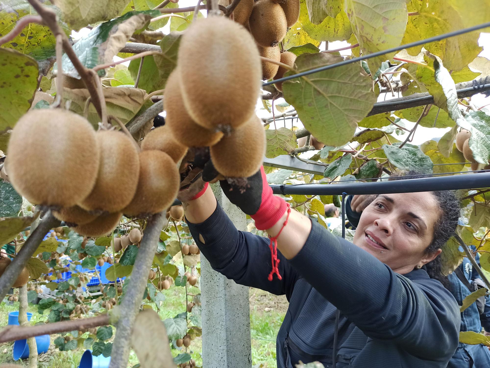 Así es la campaña de recogida del kiwi en Pravia