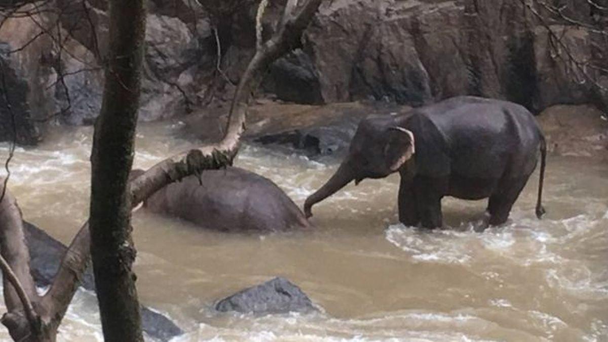 Un elefante intenta ayudar a un compañero muerto en la cascada.