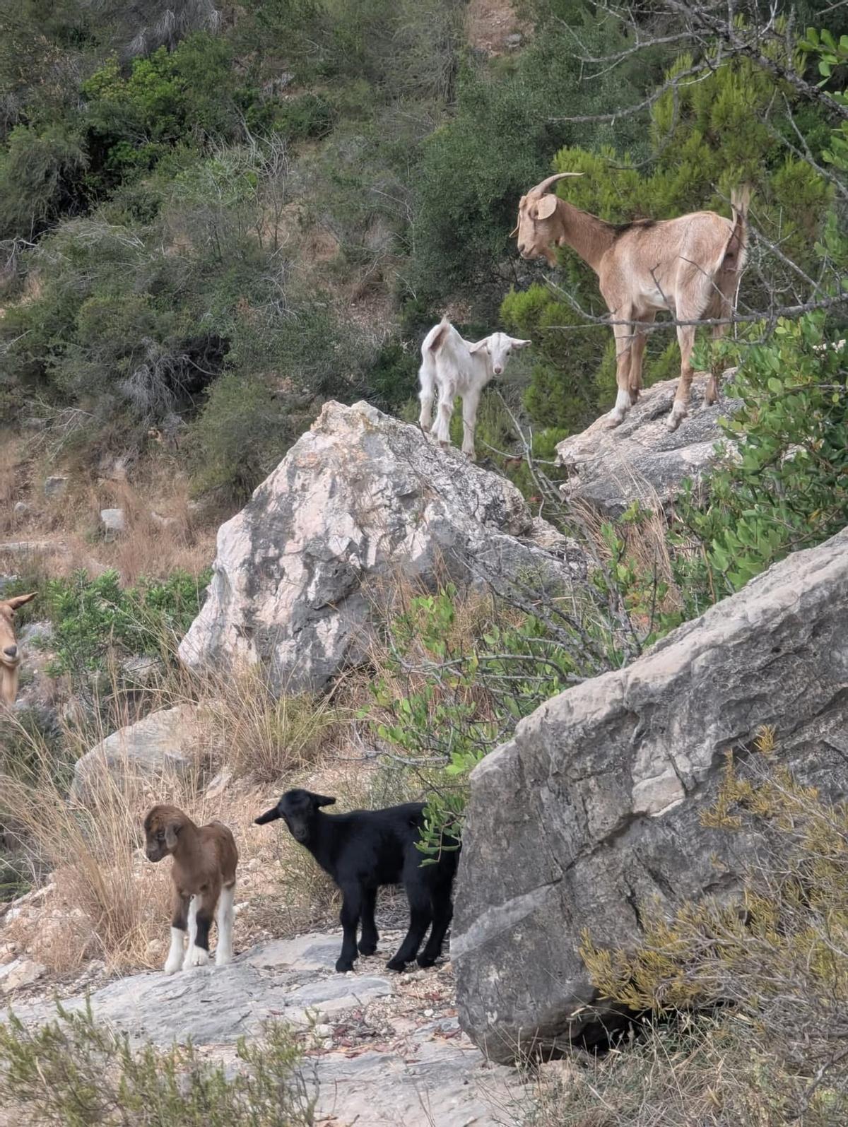 Las cabras asilvestradas se reproducen sin control en las montañas de la Valldigna