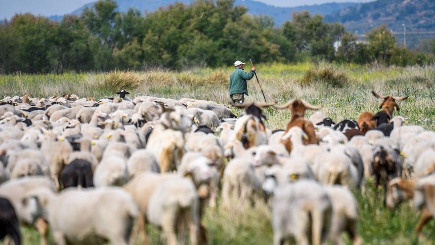 Ovejas verdes para cuidar y regenerar la naturaleza