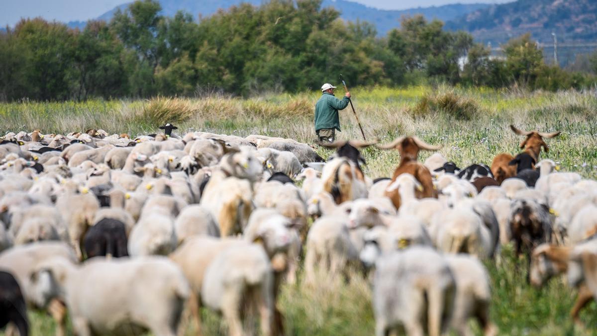 El pastoreo: un rebajo de ovejas pasta en una explotación ganadera.